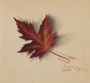 无题秋叶，1872年。 作者 玛丽·沃克斯·沃尔科特