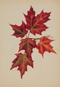 无题秋叶》，1877年。 作者 玛丽·沃克斯·沃尔科特