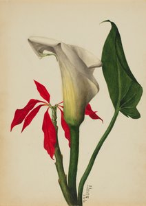 无题马蹄莲，1877年。 作者 玛丽·沃克斯·沃尔科特