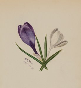 无标题的Crocuses，1874年。 作者 玛丽·沃克斯·沃尔科特