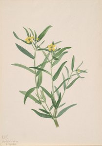 无题花卉研究》，1923年。 作者 玛丽·沃克斯·沃尔科特
