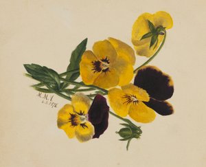 无题三色堇，1876年。 作者 玛丽·沃克斯·沃尔科特
