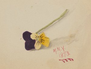 无题三色堇，1873年。 作者 玛丽·沃克斯·沃尔科特