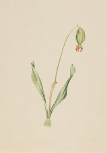 无题植物研究》，约1930年代初。 作者 玛丽·沃克斯·沃尔科特