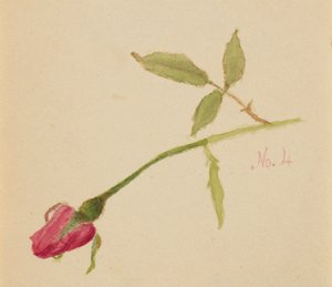 无题玫瑰，1872年。 作者 玛丽·沃克斯·沃尔科特