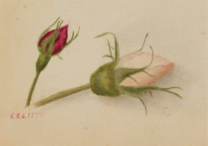无题玫瑰花蕾，1874年。 作者 玛丽·沃克斯·沃尔科特
