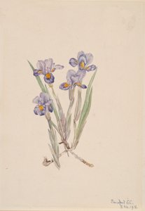 长春花 Iris verna, 1918. 作者 玛丽·沃克斯·沃尔科特