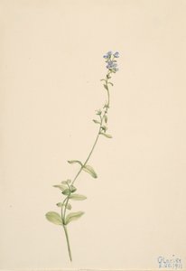 Veronica serpyllifolia, 1911. 作者 玛丽·沃克斯·沃尔科特