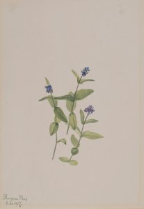 Veronica wormskjoldii, 1917. 作者 玛丽·沃克斯·沃尔科特