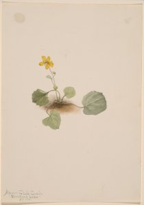 Viola orbiculata 作者 玛丽·沃克斯·沃尔科特