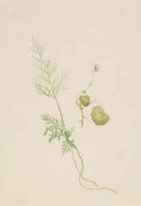 Viola palustris, ca.1917-1918. 作者 玛丽·沃克斯·沃尔科特