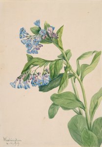 Virginia Bluebells Mertensia virginica, 1919. 作者 玛丽·沃克斯·沃尔科特
