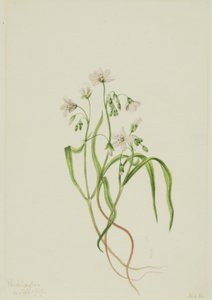 Virginia Springbeauty Claytonia virginica, 1919. 作者 玛丽·沃克斯·沃尔科特