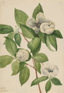 弗吉尼亚桫椤（Stewartia malachodendron） 作者 玛丽·沃克斯·沃尔科特