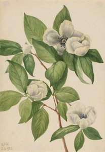 Virginia Stewartia Stewartia malachodendron, 1925. 作者 玛丽·沃克斯·沃尔科特