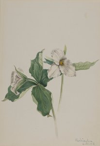 Wake-Robin Trillium grandiflorum，1918。 作者 玛丽·沃克斯·沃尔科特