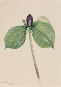 Wake-Robin Trillium sessile, 1920. 作者 玛丽·沃克斯·沃尔科特