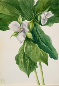 Wake-Robin Trillium比喻，1939年。 作者 玛丽·沃克斯·沃尔科特
