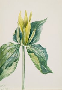 Wake-Robin Trillium underwoodii, 1937. 作者 玛丽·沃克斯·沃尔科特