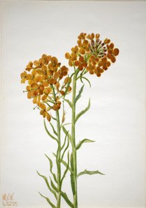 墙花（Erysimum wheeleri） 作者 玛丽·沃克斯·沃尔科特