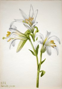 华盛顿百合（Lilium washingtonianum） 作者 玛丽·沃克斯·沃尔科特