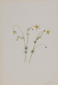 水鸦脚（Batrachium trichophyllum） 作者 玛丽·沃克斯·沃尔科特