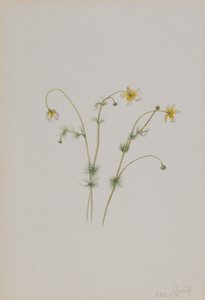 Water Crowfoot Batrachium trichophyllum, 1918. 作者 玛丽·沃克斯·沃尔科特