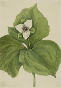 蜡质三叶草 三叶草专辑，1921年。 作者 玛丽·沃克斯·沃尔科特