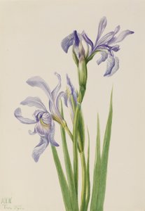 西部蓝旗 Iris missouriensis, 1933. 作者 玛丽·沃克斯·沃尔科特