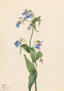 西部蓝铃花（Mertensia paniculata） 作者 玛丽·沃克斯·沃尔科特
