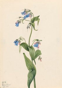 Western Bluebells Mertensia paniculata, 1920. 作者 玛丽·沃克斯·沃尔科特