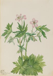 Western Cranesbill Geranium viscosissimum, 1925. 作者 玛丽·沃克斯·沃尔科特