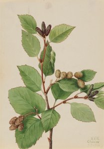 西部绿色桤木 Alnus sinuata, 1922. 作者 玛丽·沃克斯·沃尔科特