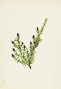 Western Hemlock Tsuga heterophylla, 1924. 作者 玛丽·沃克斯·沃尔科特