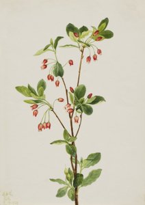Western Menziesia Menziesia glabella, 1924. 作者 玛丽·沃克斯·沃尔科特