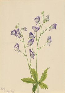 Western Monkshood Aconitum columbianum, 1933. 作者 玛丽·沃克斯·沃尔科特