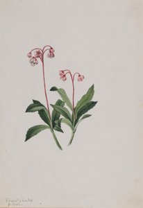 西洋琵琶（Chimaphila umbellata） 作者 玛丽·沃克斯·沃尔科特