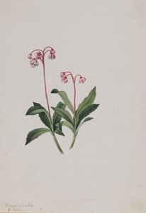 Western Pipsissewa Chimaphila umbellata, 1902. 作者 玛丽·沃克斯·沃尔科特