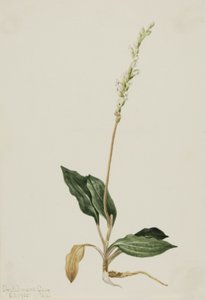 Western Rattlesnake Plantain Peranium decipiens, 1905. 作者 玛丽·沃克斯·沃尔科特