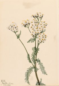 西洋蓍草（Achillea lanulosa） 作者 玛丽·沃克斯·沃尔科特
