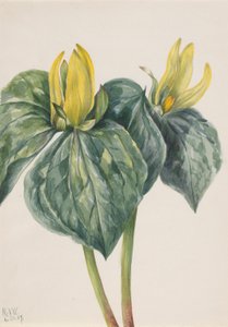 惠普威尔花（Trillium hugeri） 作者 玛丽·沃克斯·沃尔科特
