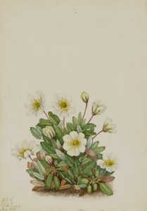 白色旱鸭子（Dryas octopetala）