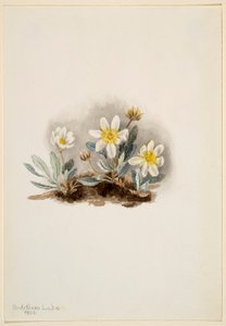 白色旱鸭子（Dryas octopetala） 作者 玛丽·沃克斯·沃尔科特