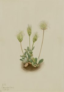 白色旱鸭子（Dryas octopetala） 作者 玛丽·沃克斯·沃尔科特