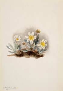 White Dryad Dryas octopetala, 1902. 作者 玛丽·沃克斯·沃尔科特
