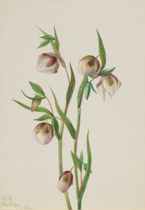 白色仙女灯（Calochortus albus） 作者 玛丽·沃克斯·沃尔科特