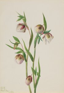 白仙灯Calochortus albus, 1933. 作者 玛丽·沃克斯·沃尔科特