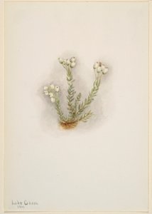 白色石南花（Phyllodoce grandiflora） 作者 玛丽·沃克斯·沃尔科特