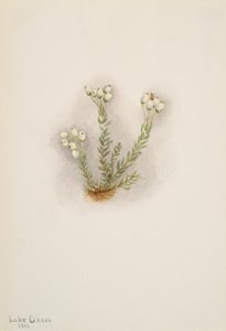 White Heather Phyllodoce grandiflora, 1901. 作者 玛丽·沃克斯·沃尔科特
