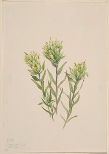 白色印度画眉草（Castilleja occidentalis） 作者 玛丽·沃克斯·沃尔科特